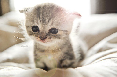 Le Munchkin Seule Race Qui Reste Bebe Toute Sa Vie Qui Ne Voudrait Pas D Un De Ces 15 Tresors Le Munchkin Seule Race Qui Reste Bebe Toute Sa Vie Qui Ne Voudrait Pas D Un De Ces 15 Tresors