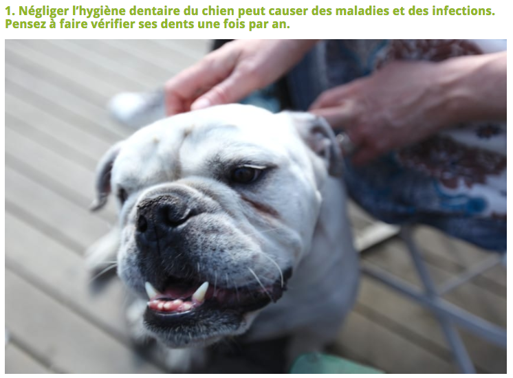 Illustration de l'article : 10 Choses à éviter de faire à son chien