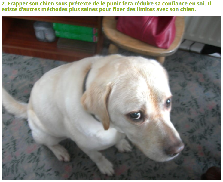 Illustration de l'article : 10 Choses à éviter de faire à son chien