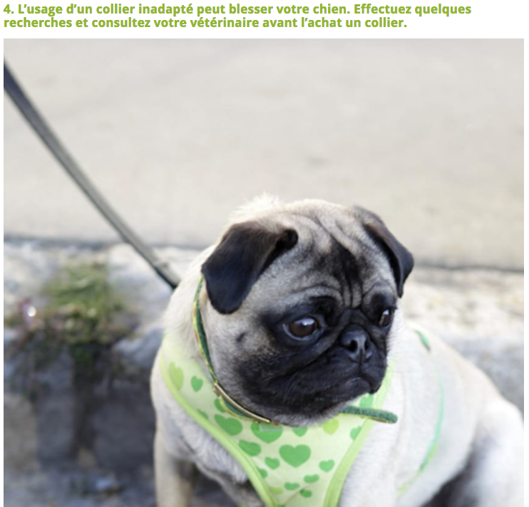 Illustration de l'article : 10 Choses à éviter de faire à son chien