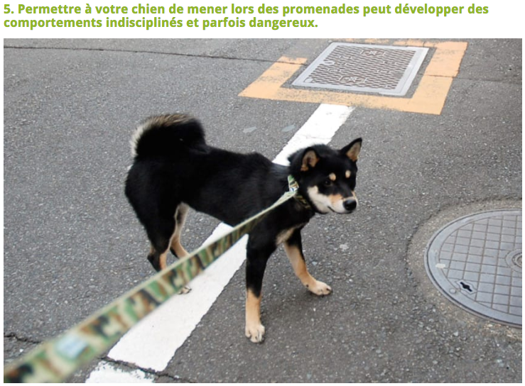 Illustration de l'article : 10 Choses à éviter de faire à son chien