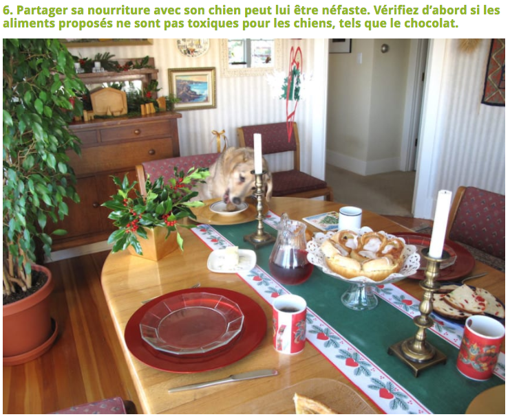 Illustration de l'article : 10 Choses à éviter de faire à son chien