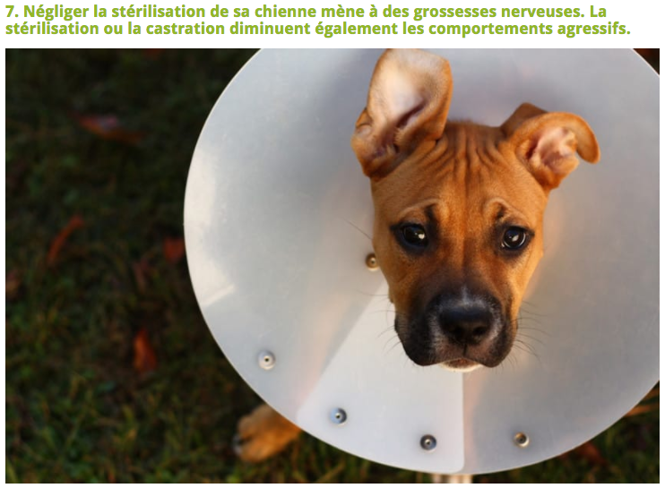 Illustration de l'article : 10 Choses à éviter de faire à son chien