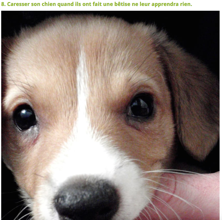 Illustration de l'article : 10 Choses à éviter de faire à son chien