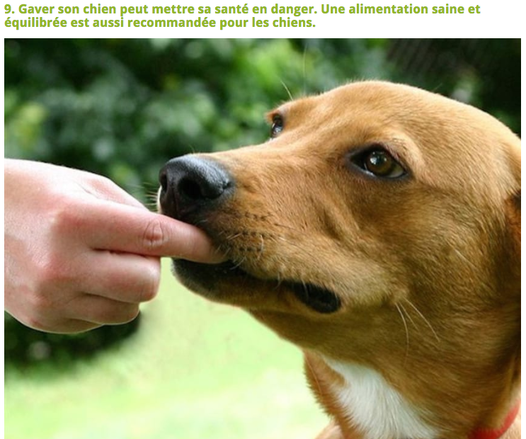 Illustration de l'article : 10 Choses à éviter de faire à son chien