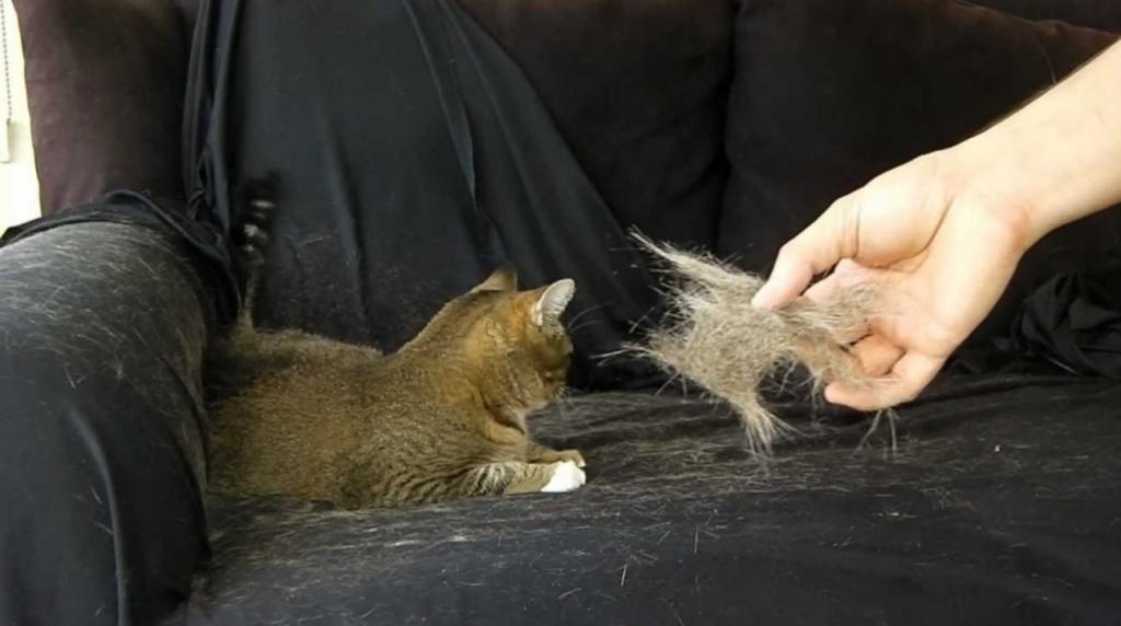 Illustration de l'article : Enfin de bonnes astuces contre ces poils d'animaux qui collent sur les habits, même après le passage à la machine.