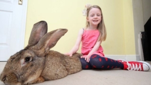 Illustration : "Record: Le plus gros lapin du monde pèse 22 kilos (photos)"
