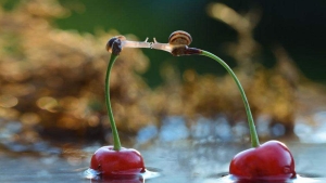 Illustration : "Mignon: Pénétrez dans le monde miniature des escargots (photos)"
