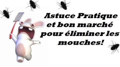 Illustration : Que Faire Contre les Mouches ? L'astuce pratique qui ne coûte rien!