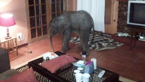 Illustration : "Un éléphanteau apparaît dans son salon"