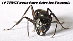 Illustration : "10 trucs et astuces pour repousser les fourmis"