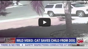 Illustration : "Un incroyable chat sauve un petit garçon attaqué par un chien!"