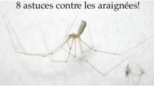 Illustration : "8 Astuces Pratiques pour vous débarrasser des Araignées"