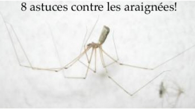 Illustration : 8 Astuces Pratiques pour vous débarrasser des Araignées