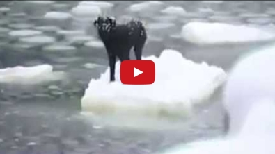 Illustration : Sauvetage émouvant d'un chien pris sur un morceau de glace en Russie!