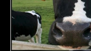 Illustration : "Trouvez l'erreur: La vache!"
