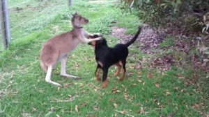 Illustration : "Un chien et un kangourou sont les meilleurs amis du monde !"