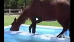 Illustration : "L'étonnante vidéo d'un cheval qui découvre une piscine!"