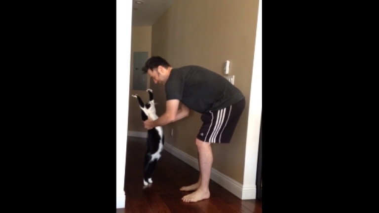Comment Faire Pour Avoir Un Chat Calin