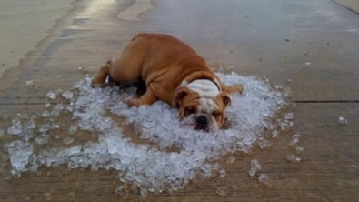 Illustration : Top 20 des trucs et astuces signes de canicule!