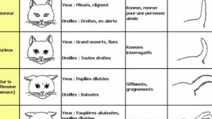 Le Langage Du Chat Le Langage Du Chat