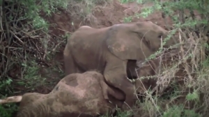 Illustration : "Ayant perdu sa mère et refusant de s'en éloigner, cet éléphanteau a rejoint d'autres orphelins dans un refuge spécialisé"