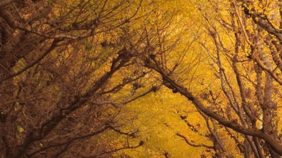 Illustration : 10 somptueux tunnels bâtis par Dame Nature