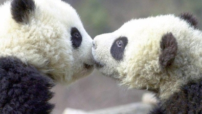 Illustration : 12 superbes photos de tendres échanges entre animaux