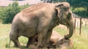Illustration : "Retrouvailles de deux éléphants après 22 ans de séparation"