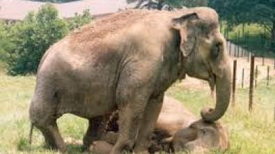 Illustration : Retrouvailles de deux éléphants après 22 ans de séparation