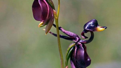 Illustration : Top 10 des fleurs de formes bizarres 