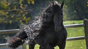 Illustration : "Top 10 des plus belles crinières de chevaux"