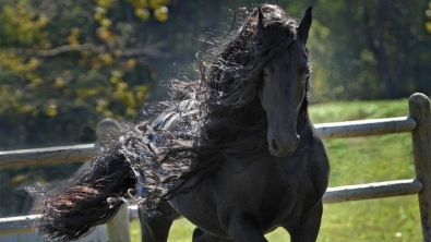 Illustration : Top 10 des plus belles crinières de chevaux