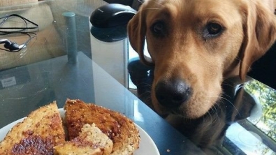 Illustration : 14 photos de chiens qui vous feront craquer