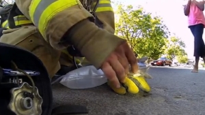 Illustration : "Un sauvetage miraculeux d’un chaton par un pompier après un incendie."