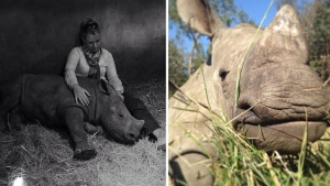 Illustration : "L’inconsolable bébé rhinocéros après la mort de sa mère"