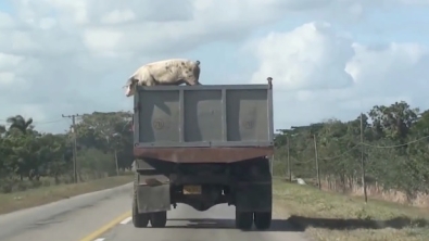 Illustration : Transporté par camion vers l'abattoir, un cochon réussit à se faire la belle