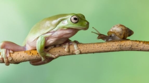Illustration : "Une surprenante histoire d'amitié entre un escargot et une grenouille"