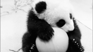 Illustration : "Nos amis les Pandas en 8 Photos!"