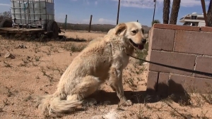 Illustration : "Bouleversant sauvetage d'une famille de chiens abandonnée dans le désert!"