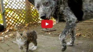 Illustration : "Un petit chat handicapé se lie d'une très forte amitié avec un grand chien de campagne."