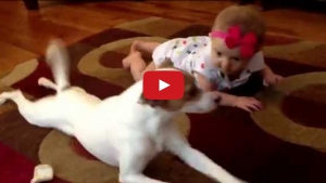 Illustration : "La vidéo cute du Jour: Un chien éducateur aide un bébé à apprendre à ramper!"
