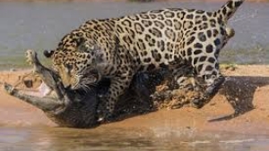 Illustration : "L’attaque surréaliste d’un crocodile par un jaguar !"