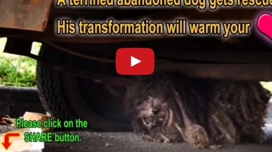 Illustration : Sauvetage d’un chien après une longue année d'abandon dans la rue