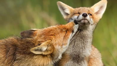 Illustration : Découvrez la beauté du renard à travers 10 photos incroyables!