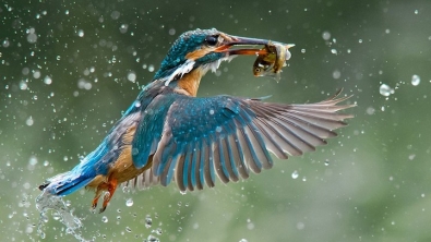 Illustration : Les 10 meilleures photos primées lors de la B&H Wilderness Photo Competition. 
