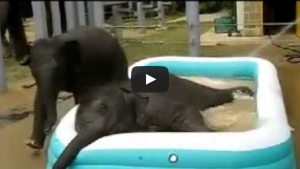 Illustration : "Magnifique: Quand deux éléphants s'éclatent dans une piscine gonflable!"