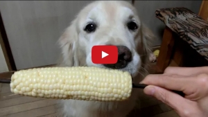 Illustration : "Voilà ce qui se passe quand un labrador est accro au maïs "