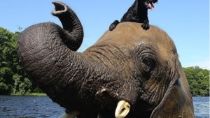 Illustration : "Découvrez la beauté des éléphants à travers 10 photos magnifiques!"
