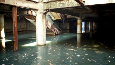 Illustration : Des milliers de poissons envahissent un centre commercial à Bangkok